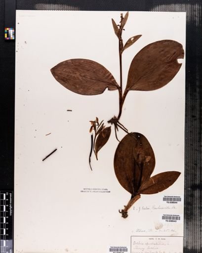 Orchis spectabilis
