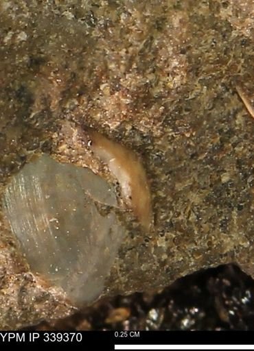 undet. Mollusca