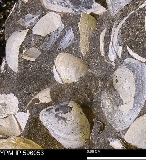 Protocardia?