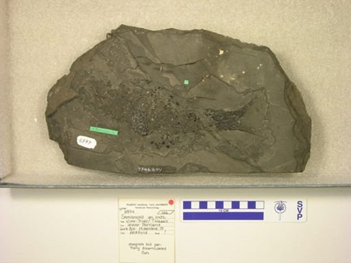 Semionotidae