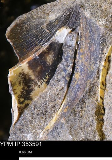Limopsis striatopunctatus