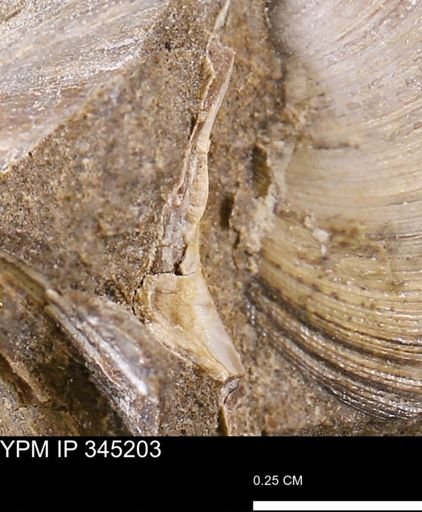 undet. Bivalvia