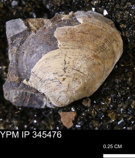 Limopsis striatopunctatus
