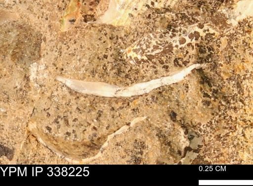 undet. Bivalvia