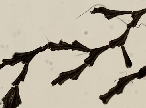 Crisia eburnea