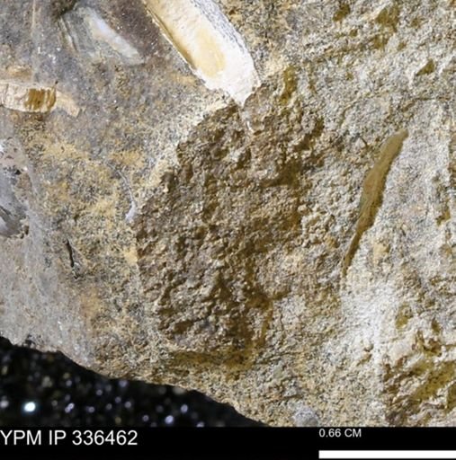 lithic clast