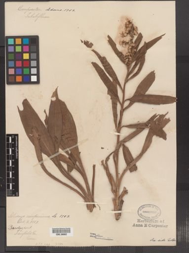 Solidago sempervirens