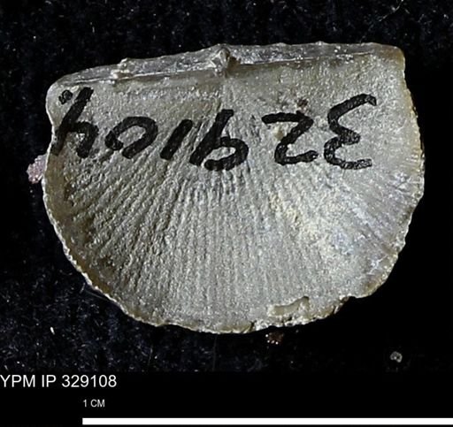Chonetes scitulus