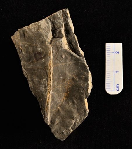 Camptopteris remondi