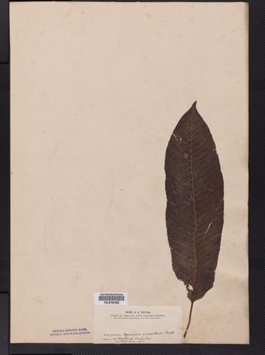 Dryopteris