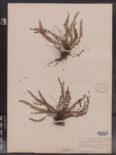 Asplenium trichomanes