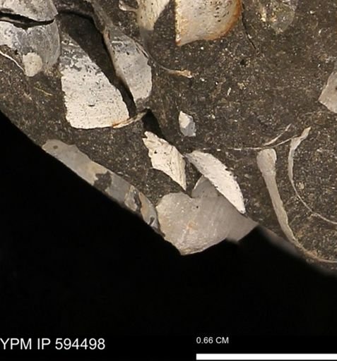 Protocardia sp.