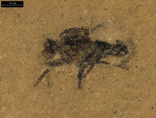 taxon undetermined