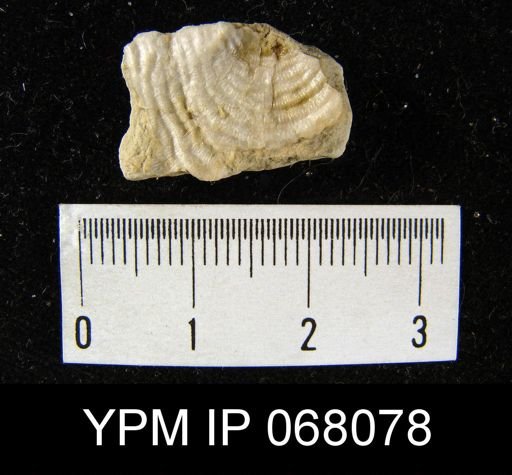 Leptaena rhomboidalis
