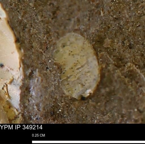 undet. Mollusca