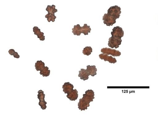 Leptogorgia boryana