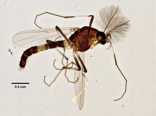 Cricotopus diversus