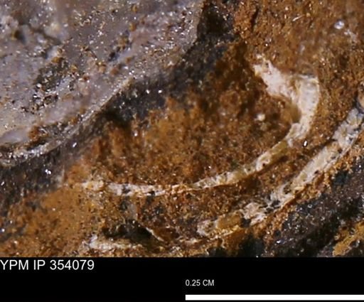 undet. Bivalvia
