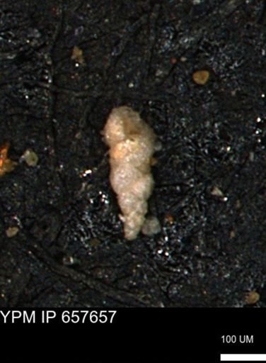 Verneuilinoides kansasensis