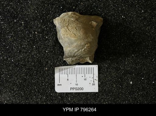 Inoceramus barabini