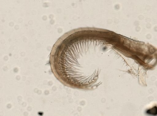 Platylepas hexastylos