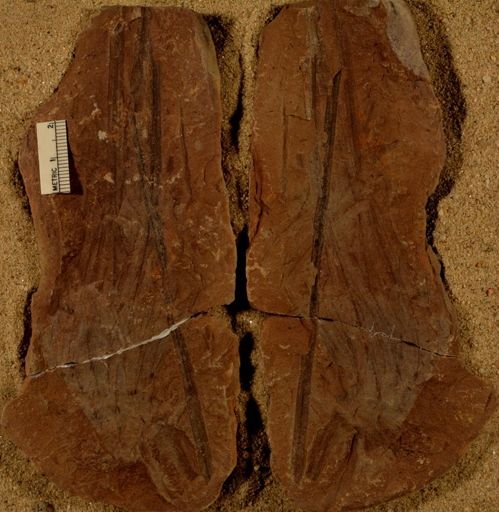 Lepidophylloides