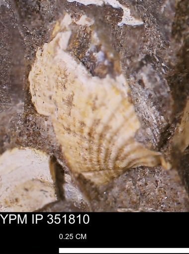 Parallelodon?