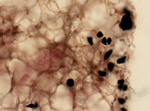 Callyspongia armigera