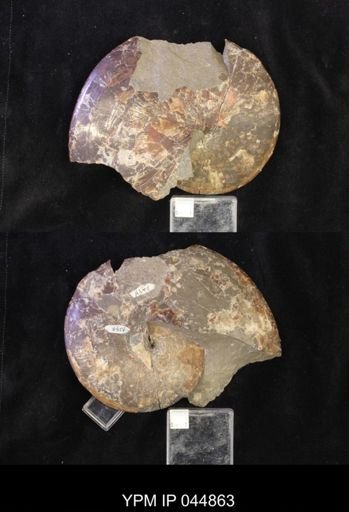 Sphenodiscus lenticularis