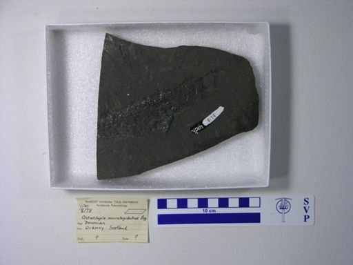 Osteolepis microlepidotus