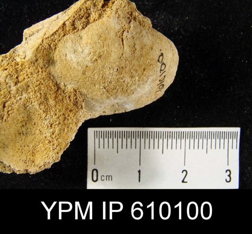 Athyris spiriferoides