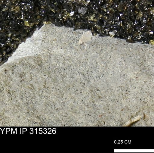 undet. Mollusca