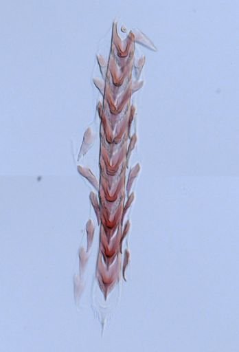 Flabellina verrucosa