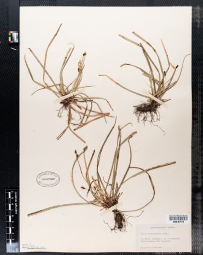 Carex pedunculata