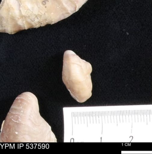 Gryphaea mucronata