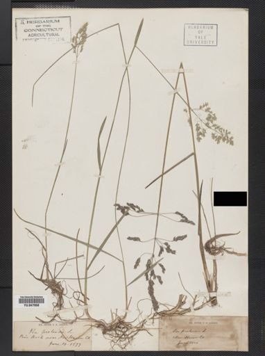 Poa pratensis