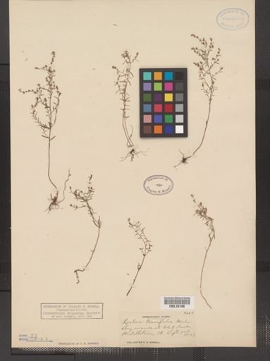 Lechea tenuifolia
