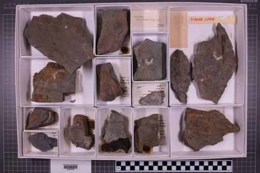 mixed taxa, stratigraphic collection