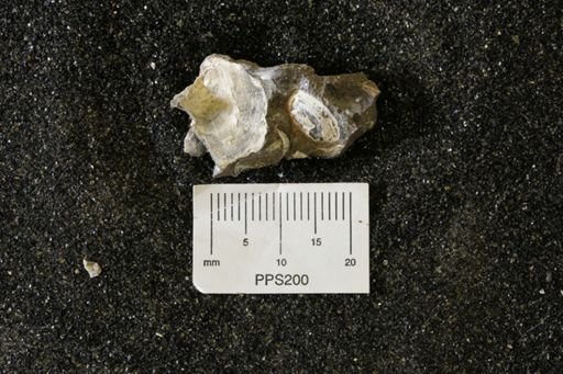Spisula elliptica