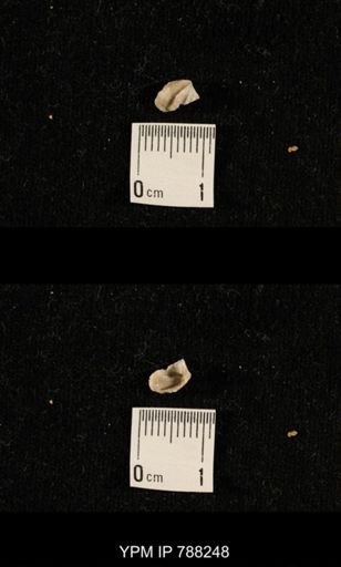 undet. Brachiopoda