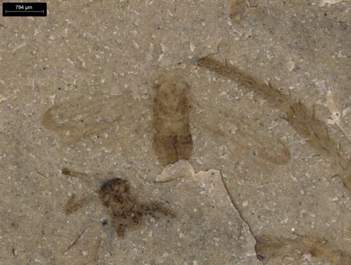 undet. Homoptera