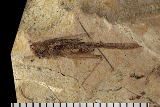 Tetrigidae