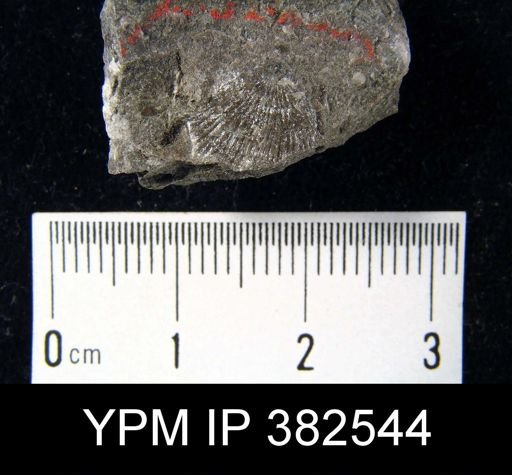 Derbya crassa
