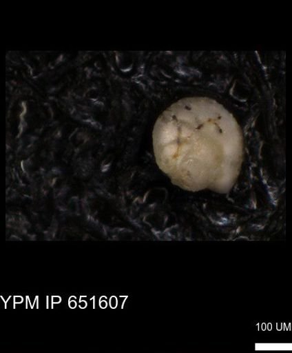 undet. Foraminiferida