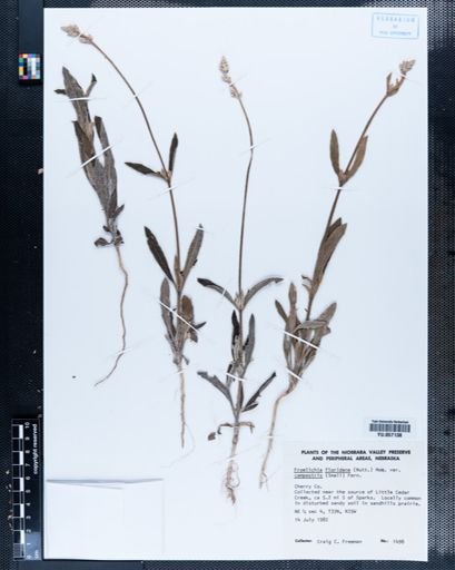 Froelichia floridana var. campestris