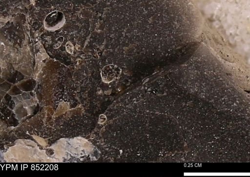 Foraminifera?
