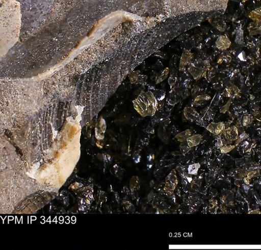 Limopsis striatopunctatus