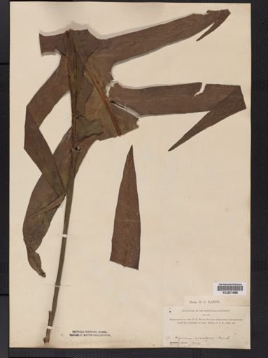 Polypodium