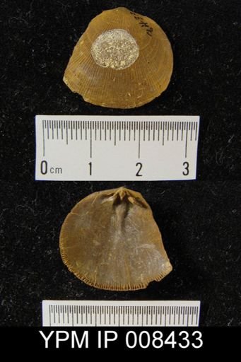 Rhipidomella missouriensis