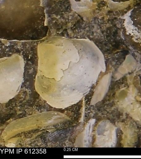 Protocardia subquadrata